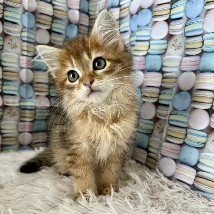 花太郎 様のお迎えした子猫