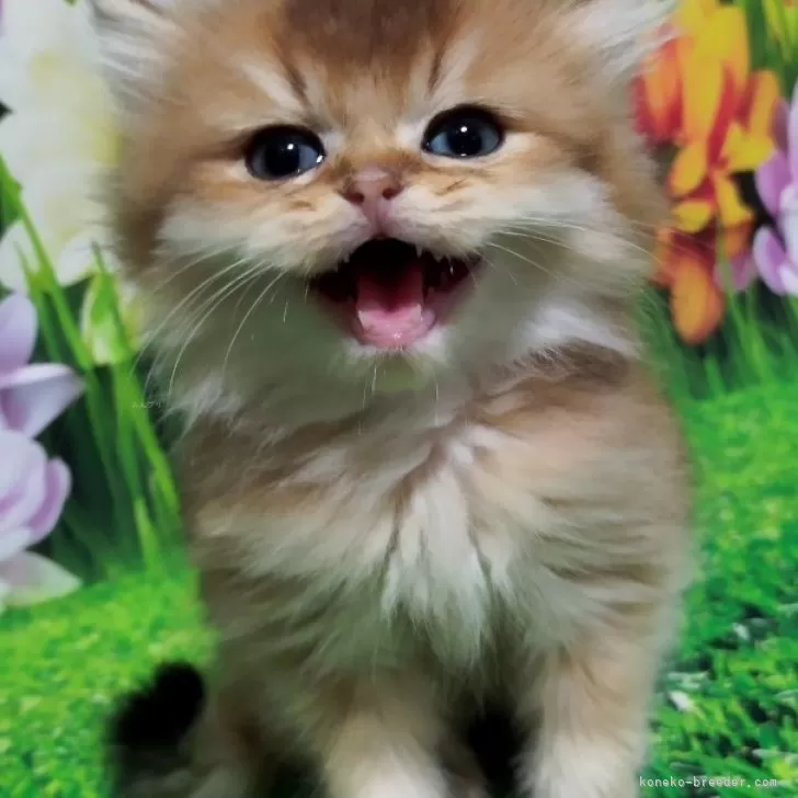 ID:2312-01403の子猫