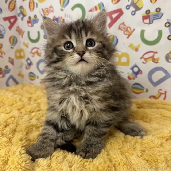 ID:2502-00167の子猫