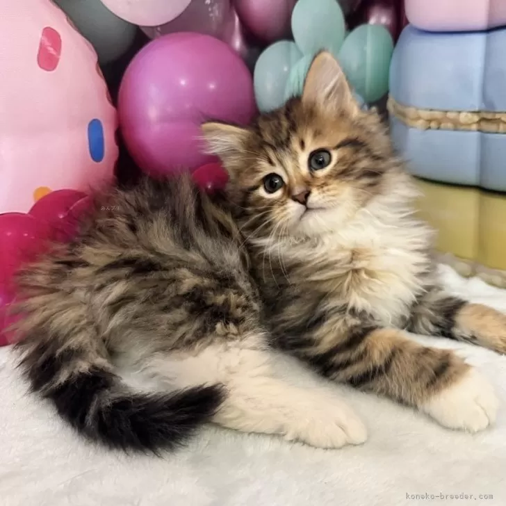 ID:2502-00165の子猫