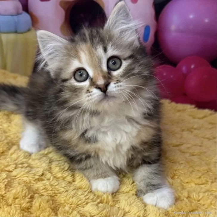 ID:2502-01827の子猫