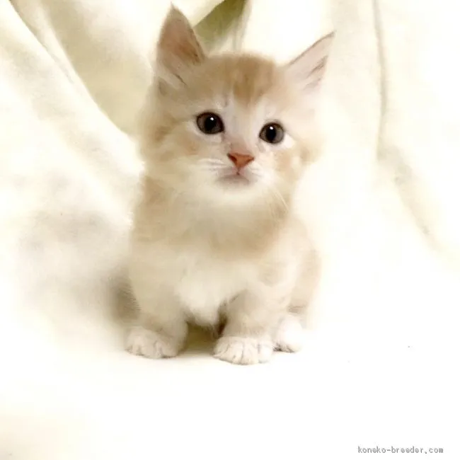 ID:1910-00783の子猫