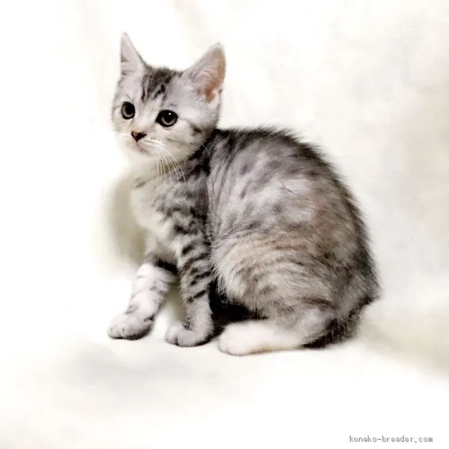 ID:1911-01158の子猫