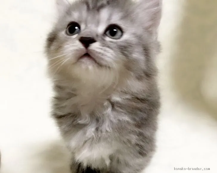 ID:1906-01443の子猫