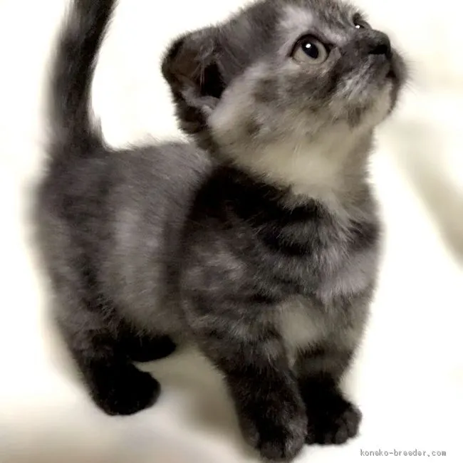 ID:1911-01153の子猫