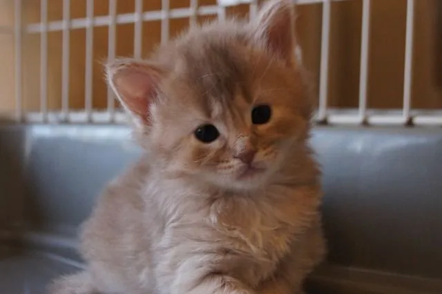 ID:1504-00244の子猫