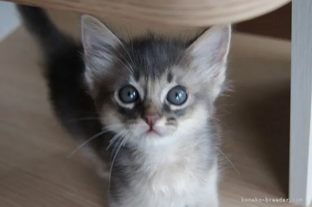 ID:2105-00194の子猫