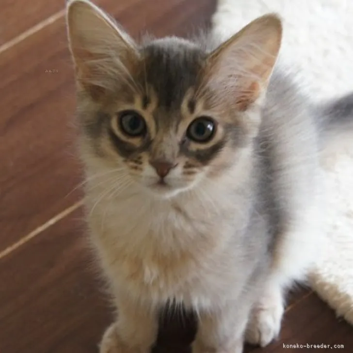 ID:2307-02918の子猫