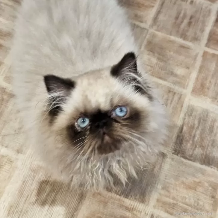ID:2407-00946の子猫