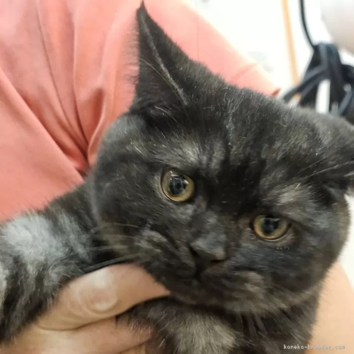 ID:2410-03234の子猫