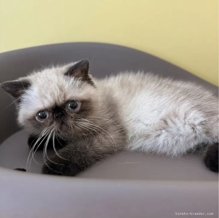 ID:2407-00949の子猫