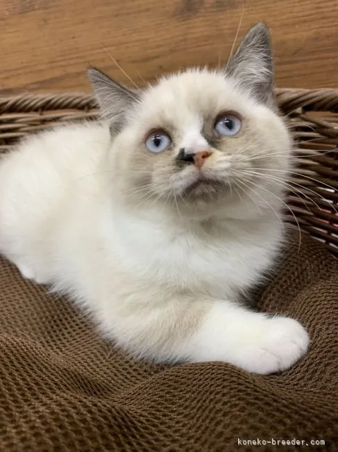ID:2109-02083の子猫