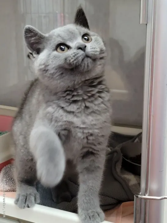 みっちゃん 様のお迎えした子猫
