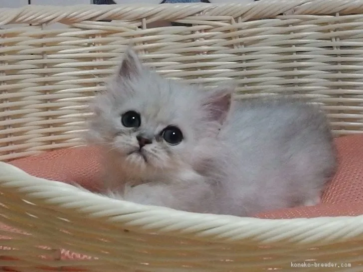 ID:1910-00105の子猫