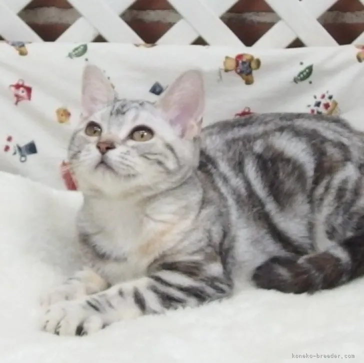 ID:2307-00959の子猫