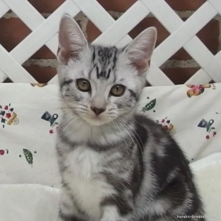 ID:2308-01020の子猫