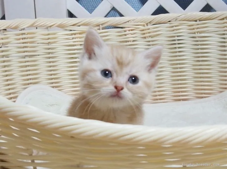 ID:2006-01814の子猫