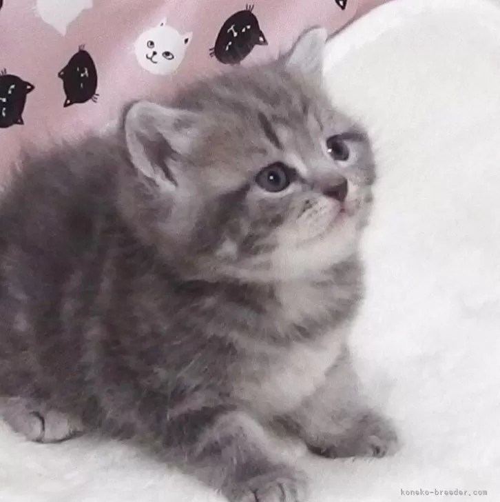 K.K 様のお迎えした子猫