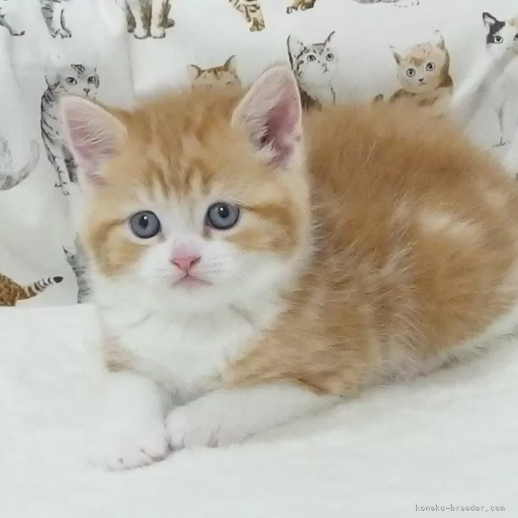 ID:2504-00377の子猫