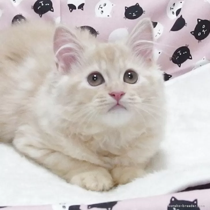 A.K 様のお迎えした子猫
