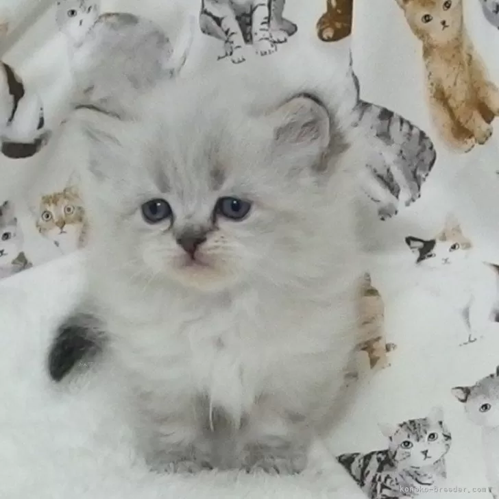 ID:2502-01253の子猫