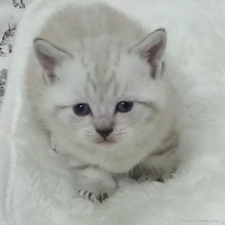 ID:2502-01251の子猫