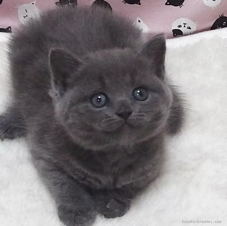S.M 様のお迎えした子猫