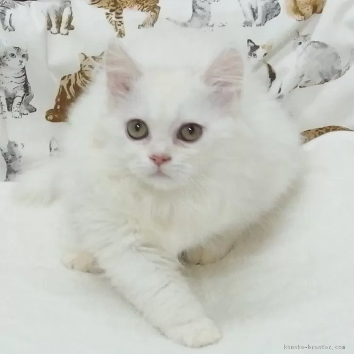 ID:2502-01860の子猫