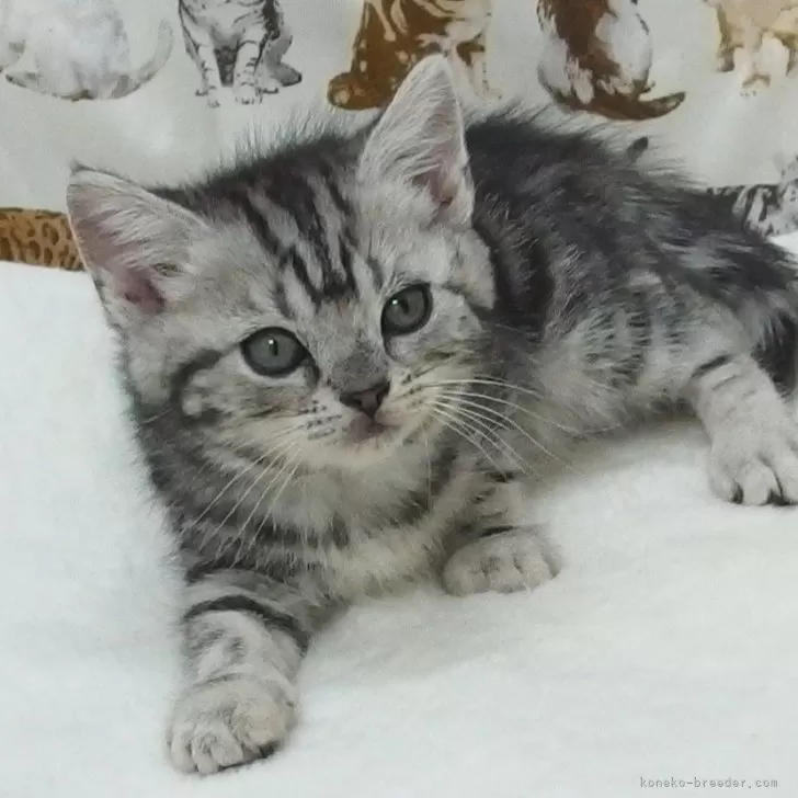 ID:2504-00805の子猫