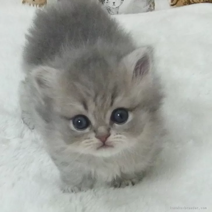 ID:2503-02755の子猫