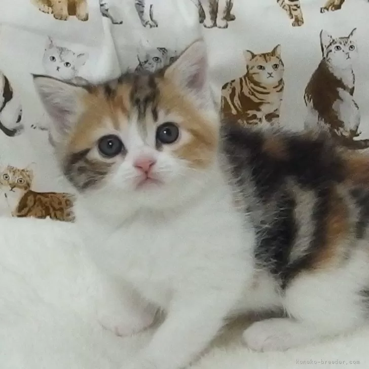 ID:2503-01350の子猫