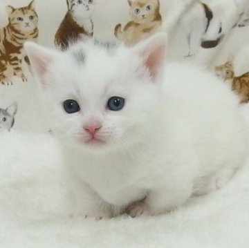 マンチカン(長足)【大阪府・男の子・2025年3月12日・ホワイト】の写真「全て込みの価格で元気な男の子です」