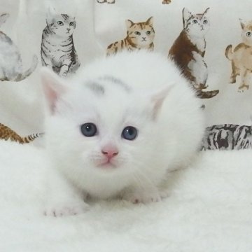 マンチカン(長足)【大阪府・男の子・2025年3月12日・ホワイト】の写真「全て込みの価格で元気な男の子です」