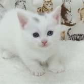 マンチカン(長足)