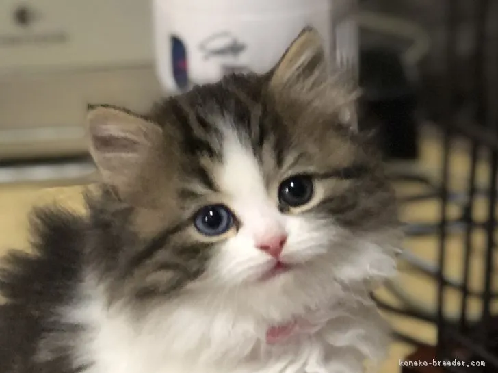 ID:1812-00674の子猫