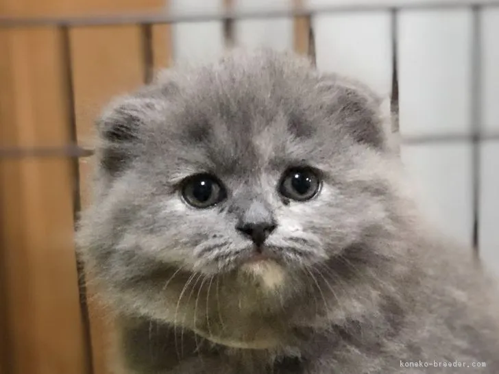ID:1804-00304の子猫