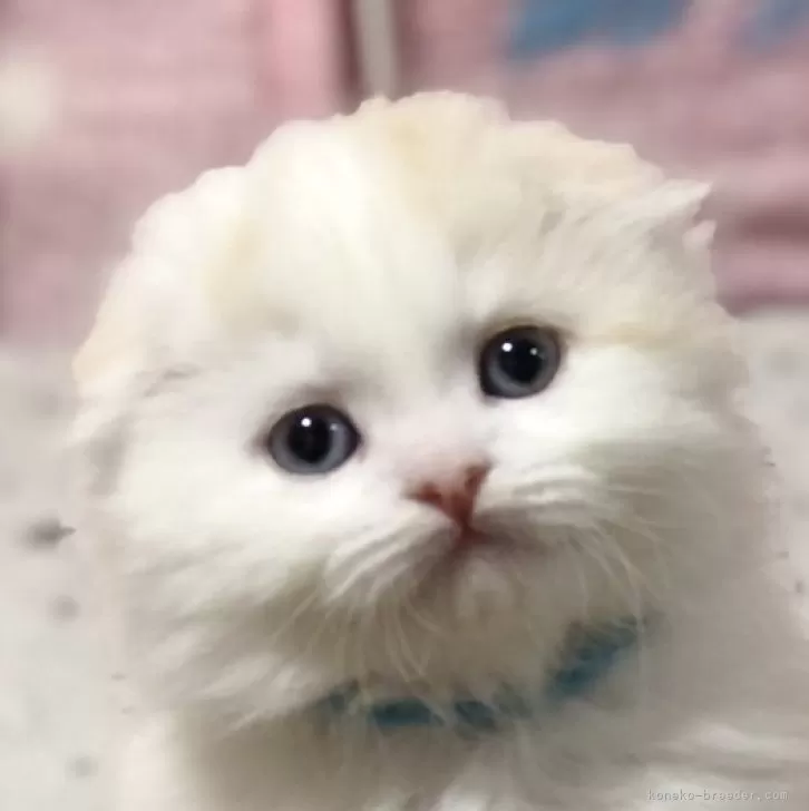 ID:2501-00933の子猫