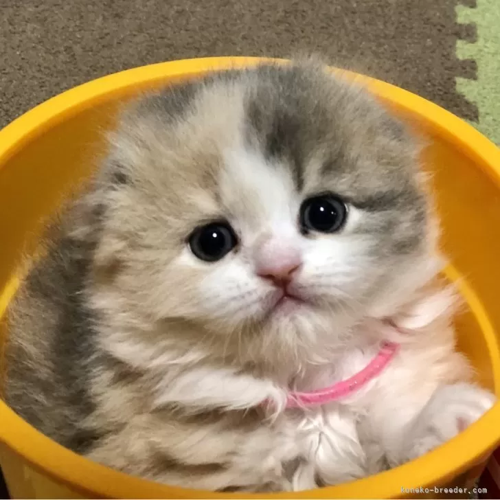 ID:2412-02838の子猫