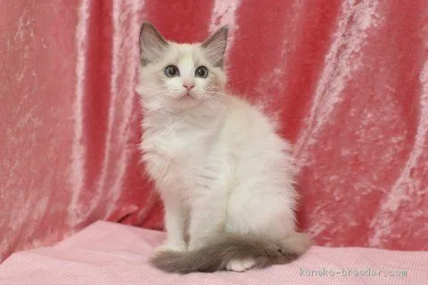 ID:2102-01295の子猫