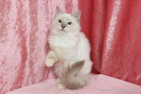 ID:2007-01471の子猫