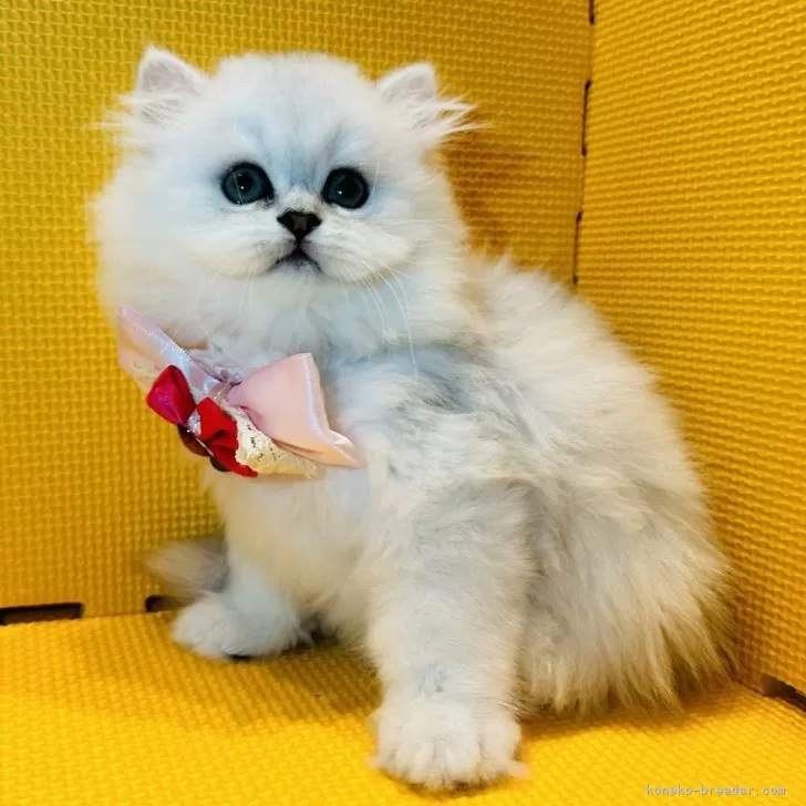 ID:2406-02219の子猫