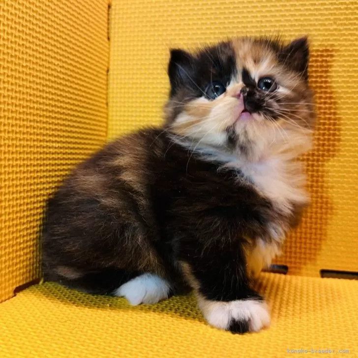 ID:2410-01071の子猫