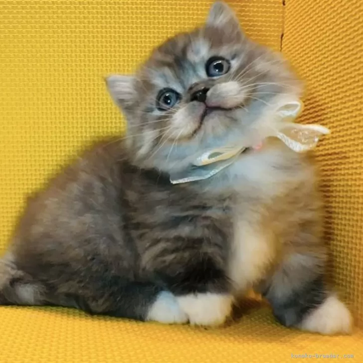 ID:2404-02527の子猫