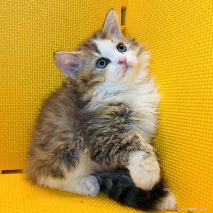 ID:2407-00101の子猫