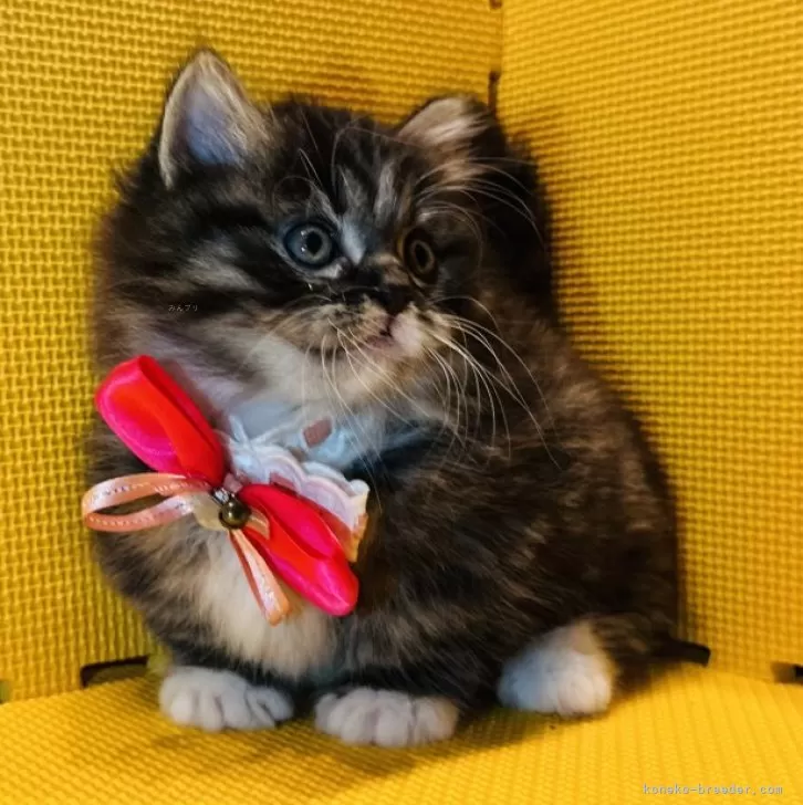 ID:2405-01640の子猫