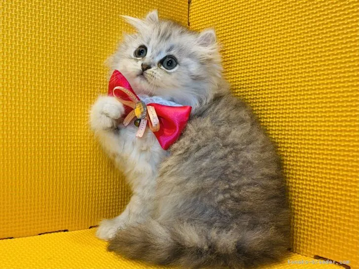 ID:2204-00091の子猫