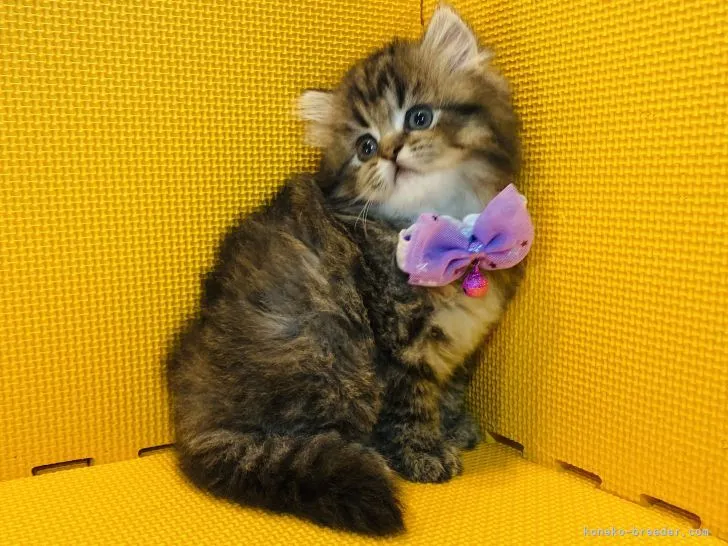 E.N 様のお迎えした子猫