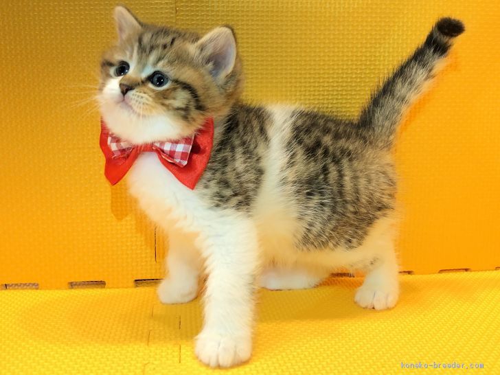 マリトモ 様のお迎えした子猫