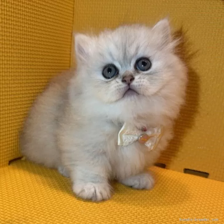 y.n 様のお迎えした子猫