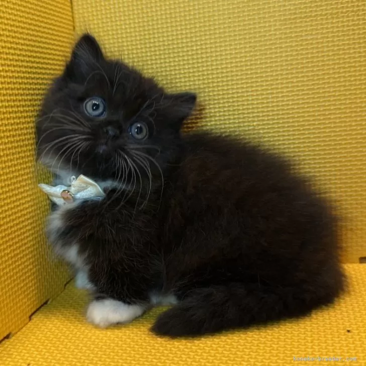 ID:2504-01340の子猫